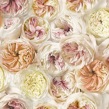 Galerie Wallcoverings Product Code FC2402 - Facade Wallpaper Collection -   